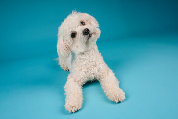 small white dog in photostudio