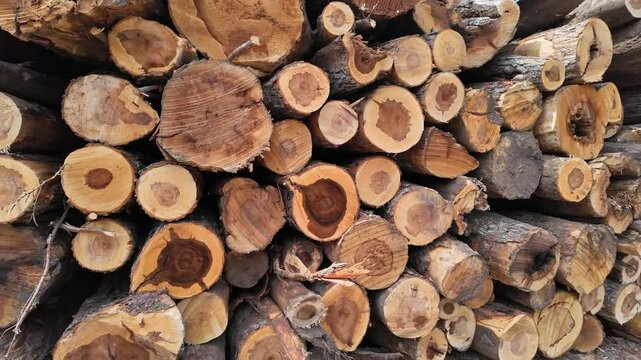 Logs of pine and spruce trees, trunks pile. Sawn trees from the wild forest. Logging timber wood industry. Lumberjack mill with cut trees. Rows of piled tree logs at the local rural lumber yard.