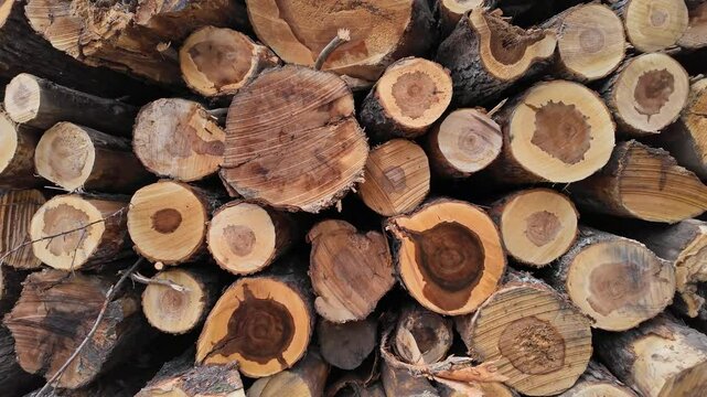 Logs of pine and spruce trees, trunks pile. Sawn trees from the wild forest. Logging timber wood industry. Lumberjack mill with cut trees. Rows of piled tree logs at the local rural lumber yard.