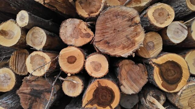 Logs of pine and spruce trees, trunks pile. Sawn trees from the wild forest. Logging timber wood industry. Lumberjack mill with cut trees. Rows of piled tree logs at the local rural lumber yard.