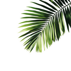 Fototapeta premium Palm leaf vibrant green abstract art nature tropical design,