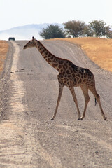 A Giraffe’s Journey: Crossing the Namibian Roads