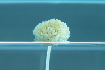 Transparent white flower under water on a blue background. Biotechnology experiment on a chrysanthemum. Still life photography between art and science fiction.