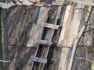 Rustic Wooden Ladder Against Forest Backdrop