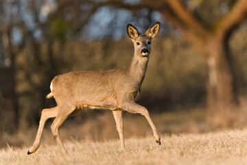 Capreolus capreolus european roe deer female on a field. Close-up portrait. Eye to eye contact.