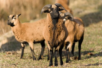 Domestic sheep male ram in herd on the pasture. Funny animal photo. Funny look. Small farm in Czech republic countryside. Interesting gold breed.