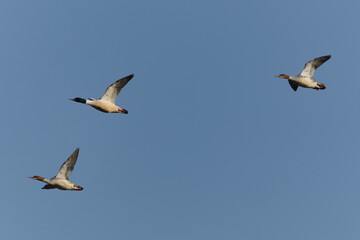 Flock of birds flying in the sky. Mergus merganser aka Common merganser. Waterfowl from Czech republic.