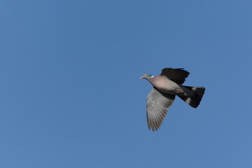 Common bird Columba palumbus aka Common Wood Pigeon is flying. Isolated on blue sky background.