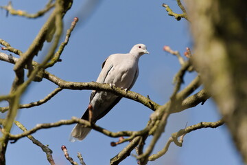 Streptopelia decaocto aka Eurasian Collared Dove perched on the tree. Common bird in Czech republic.