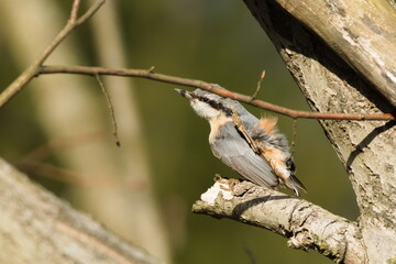 Dirty common bird Sitta europaea aka Eurasian nuthatch scratching his feathers. Funny animal photo. 
