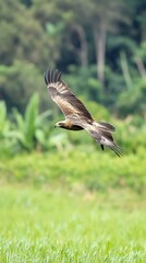 Fototapeta premium Majestic Brown Hawk in Flight Green Field