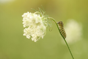 un bruco di farfalla macaone