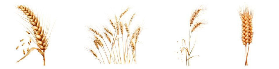 Wheat ear seamless grains isolated on transparent background. PNG, Set of