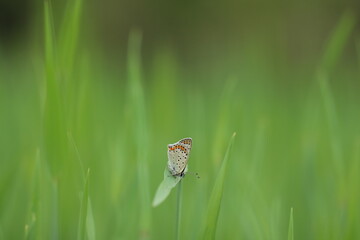 una farfalla licenide al tramonto