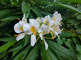 Close up of Yellow Ginger Lily, Butterfly Ginger, scientific name Hedychium flavescens