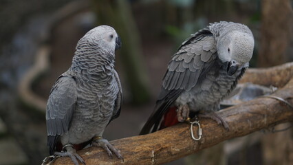 Portrait of a gray parrot or Psittacus erithacus perched on a tree branch