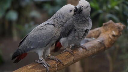 Portrait of a gray parrot or Psittacus erithacus perched on a tree branch