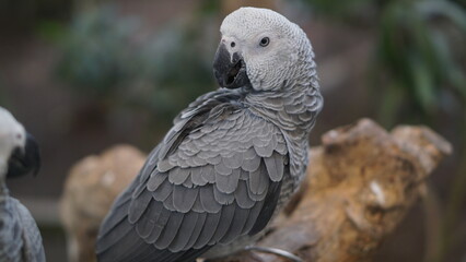 Portrait of a gray parrot or Psittacus erithacus perched on a tree branch