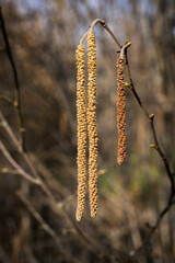 common hazel flowering,  Corylus avellana.
