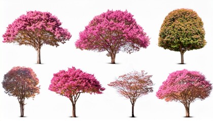 a collection of eight isolated images of Tabebuia rosea trees in various stages of growth and leaf color. The images showcase the beauty and diversity of this species, perfect for landscaping.