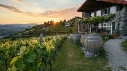 Vineyard Sunset Rural House Landscape