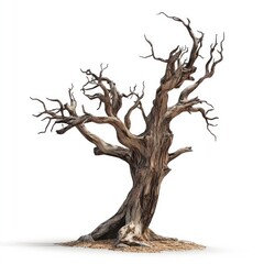 Ancient, gnarled tree, weathered and dry
