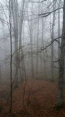 Misty Forest