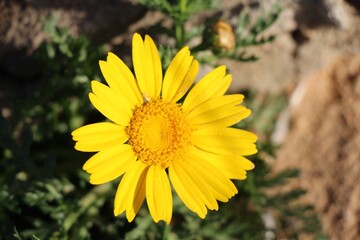 yellow flower in the garden