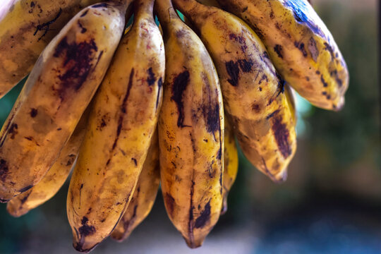 O termo "cacho" &eacute; o coletivo de bananas, enquanto "penca" &eacute; um agrupamento de bananas que comp&otilde;em um cacho. 