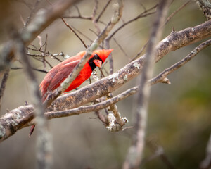 Red Cardinal