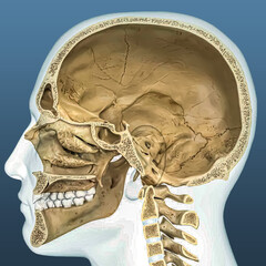 Cross-section of Human skull © Fahim