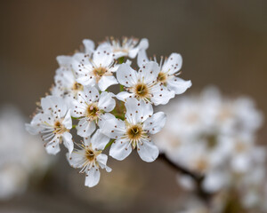 White Flowers