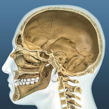 Cross-section of Human skull