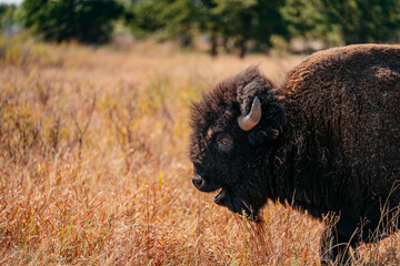 Buffalo in field being happy, smiling bison