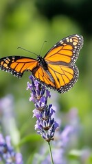 Fototapeta premium Monarch Butterfly Lavender Flower Nature Photography