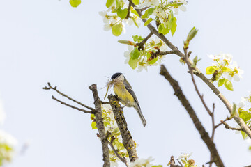 Kohlmeise beim Nestbau