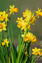 Close up of daffodils (narcissus) in bloom