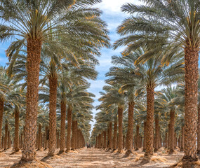 Road among date palm plantations with old trees of harvesting age,  sustainable agriculture industry for healthy food in desert and arid areas of the Middle East and Africa