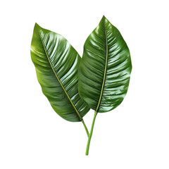Obraz premium Lush Green Leaves Vibrant Nature Tropical Foliage,