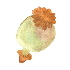 A poppy box in watercolor technique on a transparent background.