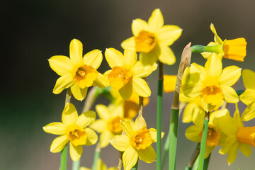 Close up of daffodils (narcissus) in bloom