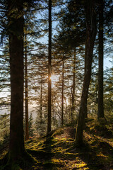 zauberhafte Lichtstimmung im Abendlicht im Schwarzwald - Hochformat