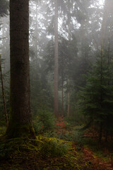 Schwarzwald - mystische, märchenhafte Stimmung im Wald bei Nebel - Hochformat