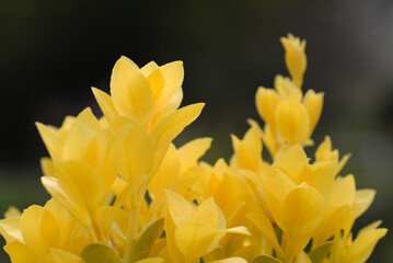 オウゴンマサキ　葉模様