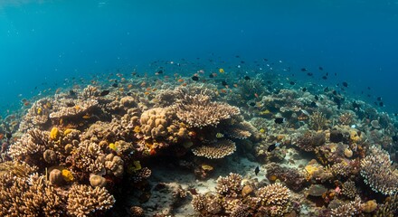 Obraz premium Stunning Underwater Coral Reef Scene