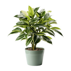Plant Isolated On White Background