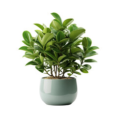 Plant Isolated On White Background	