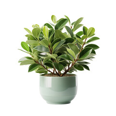 Green Pot Plant On Transparent Background	