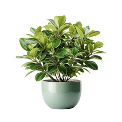 Green Pot Plant Isolated On Transparent Background	
