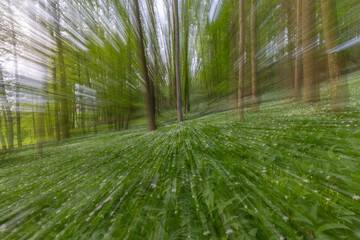 Der B&auml;rlauch bl&uuml;ht